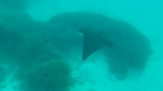 Spotted Eagle Ray @ Heron Island