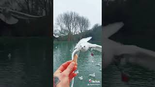 Feeding seagulls by hand - TikTok @geminijem