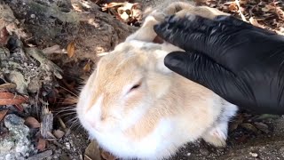 Young rabbit becoming a loaf of bread