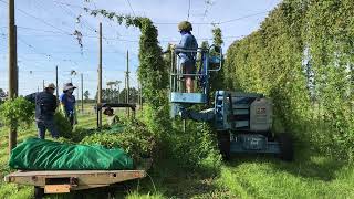 Harvesting Hops on 15-ft Straight Trellis | Univ of Florida Hops Research