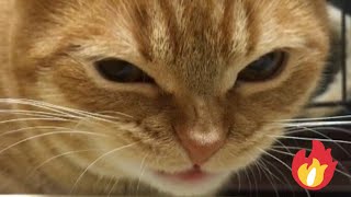 😂 Funniest Cats and Dogs Videos 😺🐶 || 🥰😹 Hilarious Animal Compilation №441