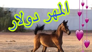 المهر  دولار