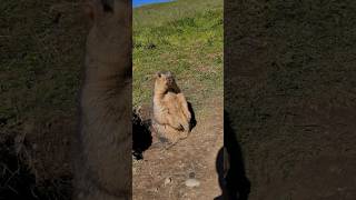 Very Cute Himalayan Marmot#marmot #marmota #cuteanimals #cutemarmot #cutenessoverload #animals