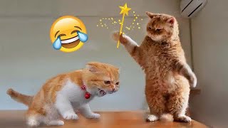 New Funny Cats and Dogs Videos 😘 Funny Animal Videos 😹🐕