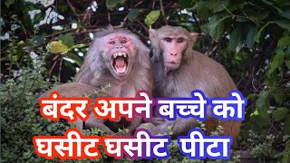 बंदर अपने बच्चे को घसीट घसीट पीटा#Bandar Apne bacche ko ghisat ghisat pita#kn vlog video