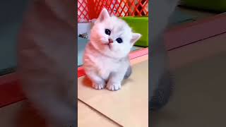 cat lover 😍 cat video #shorts #cat #lover