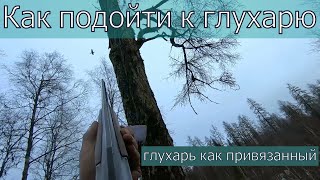 Глухарь такого не ожидал!Дедовский способ,как подойти к глухарю.