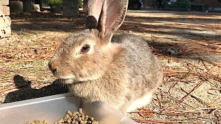 Rabbit: “Did pellets taste this good?”