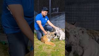 #lion #tiger #animals #cat #bigcat #youtubeshorts #funny #pets #nature