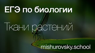 Почему ткани Растений отличаются от тканей Животных? | Биология ЕГЭ