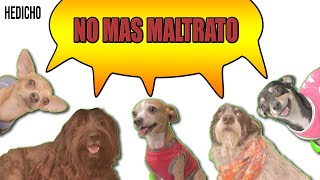 NO al MALTRATO ANIMAL - HeDicho