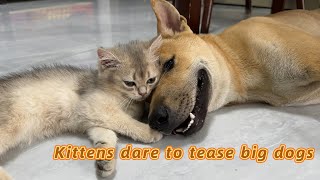 Funny behavior of new kitten and retriever after they become good friends.Cute animal video