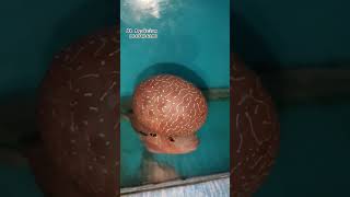 KML FLOWER HORN #shorts#chennaipets#trending#shortvideo#fishingvideo#aquarium#lowprice