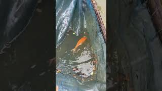 Amazing village Fishing videos #fish #fishing ##shorts #foryou #viral #trending