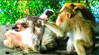 "OMG! Baby Gabe CRIES While Angry Tia ATTACKS Ginger During Grooming Attempt!"