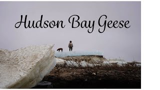 Geese Hunting In Wasaho Cree Land