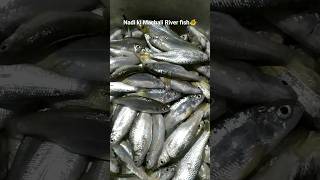 Nadi ki Machali River fish #shorts #fish #nature #trending #viral