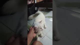 Si milky lagi manja #shorts #kucing #kucinglucu #catlover #babukucing