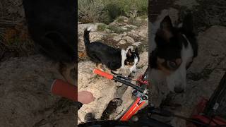 Racing Trail Chollie Nus POV 💨 #downhill #mtb #dhmtb #bordercollie #shorts #mtblife #downhillmtb