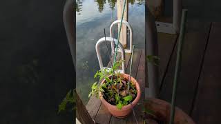 Dock Garden for the Wake with the Sun, the solar-powered houseboat