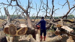 Lightning fast... Cut down dry trees in a row, Husqvarna 3120xp ‼️