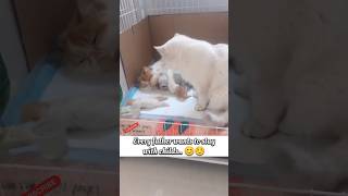 Dad cat wants to sleep with kitten and take kitten with.. 😘 #catvideo #cat #cats #shortsfeed #katz