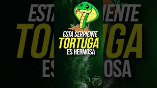 Esta SERPIENTE ES UNA TORTUGA: 🐢🐍. #animales #tortugas #reptiles #serpientes