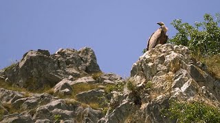 Откройте для себя каньон реки Увац с белоголовыми сипами и деликатесы Пештерского плато в Сербии…