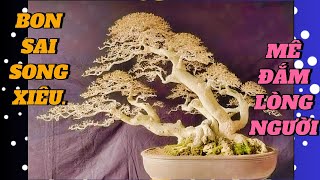 FULL 60 TÁC PHẨM BONSAI THẾ SONG XIÊU LÀM MÊ ĐẮM LÒNG NGƯỜI