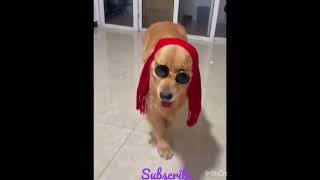 Catwalk=Dogwalk #shorts #goldenretriever #bappilahiri #youtubeshorts #catwalk