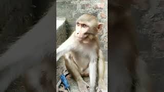 बिल्ली ने कर दिया कमाल 🤣🤣🐒 #funny #comedy #monkey #animals #trendingshorts #shorts #viralvideo #cat