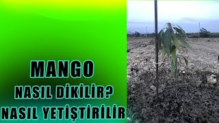 Mango Fidanı Nasıl Dikilir?  Nasıl Yetiştirilir?