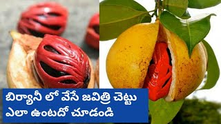 మసాలా మొక్కలు | Javitri flower|Spice Plantation Part-4