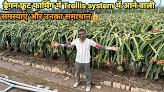 Common Mistakes in Dragon fruit Trellis Method and it's Solution #dragonfruit #pitaya #Dragonfruits