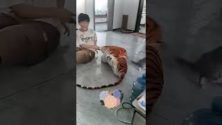 Harimau Digigit Kucing #cat #catkucing #cuteanimal #funny #lion #harimau