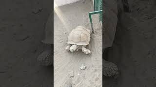 أكبر سلحفاة شوفتها بتمشي 🐢🐢  #سلحفاة  #حيوانات#زواحف