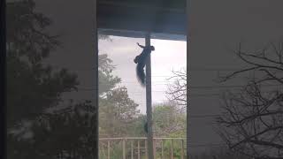 Mr Squirrel Climbing Screen Door!!!