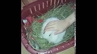 Baby bunnies lion head 1 month old 2