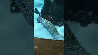 Moray eel