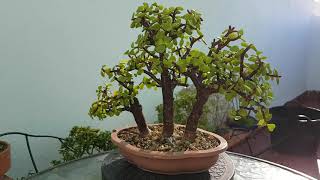 Bonsai Portulacaria afra