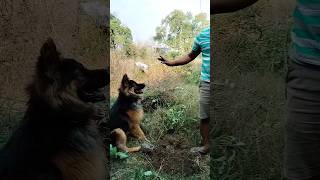 Dog Master Training || German Shepherd Training #germanshepred #doglover #dog