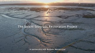 Hampshire and Isle of Wight Wildlife Trust - The Solent Seagrass Restoration Project