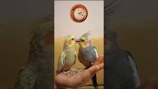 sounds cockatiel, singing cockatiel, Cockatiel Eating Seeds from my Hand! #funny#parrot #birdsounds