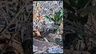 Rattlesnake 'mega den' with as many as 2,000 snakes live streaming from Colorado