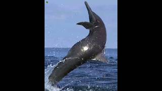 Dolphin हवा में Spin क्यों करती है.?🐬 #shorts #shortsfeed #animals #dolphin