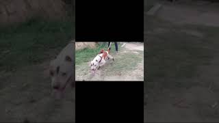 pitbull dog WhatsApp status video 🎉🎉 #shorts