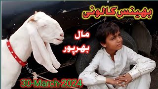 Bhains colony bakra mandi latest update/bhains colony bakra mandi 2024