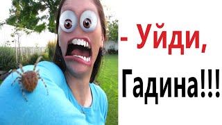 Приколы! ПАУКИ 99 УРОВЕНЬ! Доми шоу (Анимация)