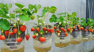 Revealed the secret to growing strawberries hanging in plastic bottles WITHOUT WATERING