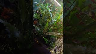 aquarium setup #shorts #trending #viral